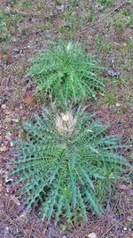 Full frame shot of plants growing on field