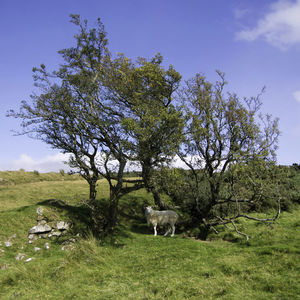 Sheep sheltering under a tree on a sunny day