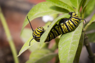 Close-up of insect on leaf