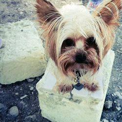 Close-up portrait of dog