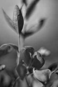 Close-up of flower on plant