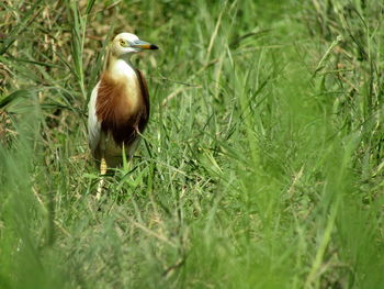 Bird perching on grass in field