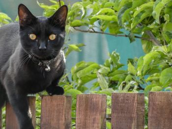 Portrait of black cat