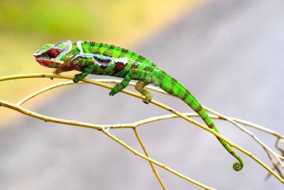 Close-up of green perching on branch