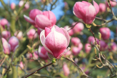 Close-up of pink flowering plant