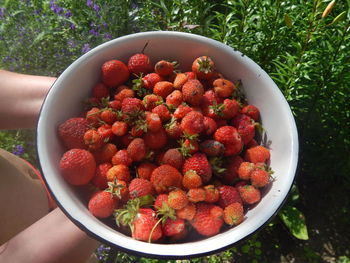 Midsection of person holding strawberries in bowl