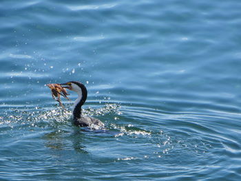 Duck swimming in water