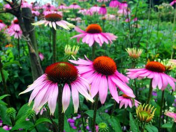 Close-up of pink flowering plants