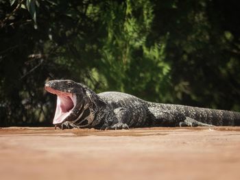 View of lizard on wood