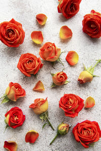 Flowers composition. frame made of red roses and leaves on concrete background. 