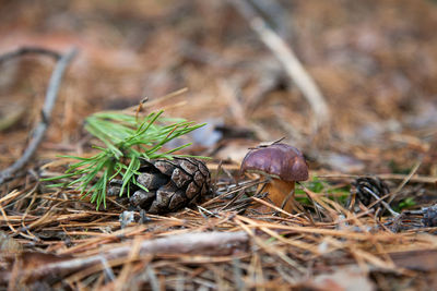 Close-up of pine cone on field