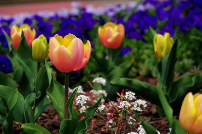 Close-up of yellow tulips on field