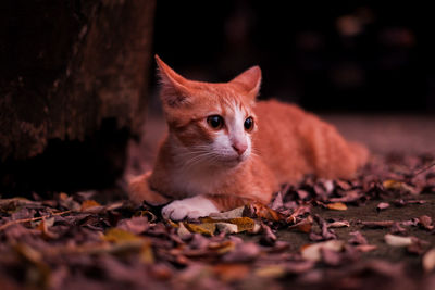 Close-up of cat on dry leaves during autumn
