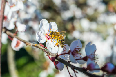 Close-up of insect on flower