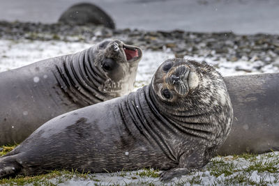 Elephant seal on beach