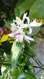 Close-up of white flowers