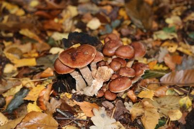 High angle view of mushrooms on dry leaves