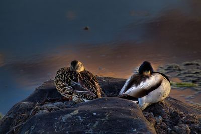 Ducks on rock at lake shore