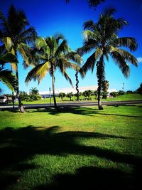 Scenic view of palm trees against clear sky