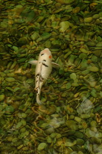 High angle view of bird on plants