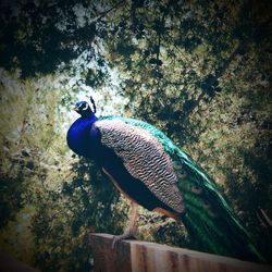 Bird perching on a tree