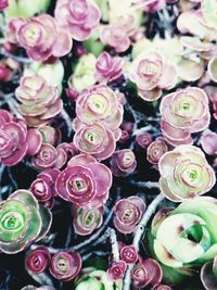 Full frame shot of multi colored flowers at market