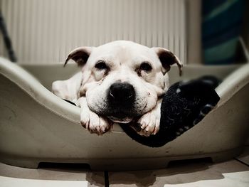 Portrait of dog relaxing in bathtub