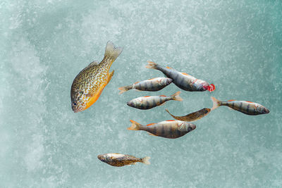 Close-up of fish in frozen lake