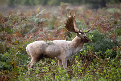 Side view of deer standing on field