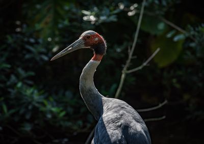 Close-up of bird perching outdoors