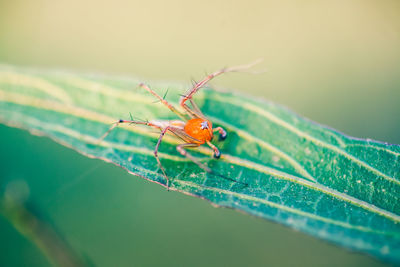 Close-up of insect on leaf