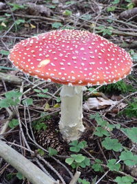 Close-up of mushroom growing on field