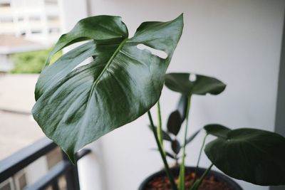 Close-up of potted plant