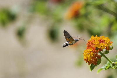 Close-up of butterfly pollinating on flower