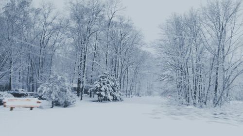 Snow covered trees against sky