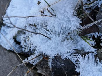 High angle view of frozen plant