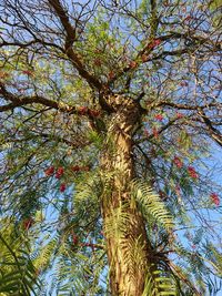 Low angle view of tree against sky