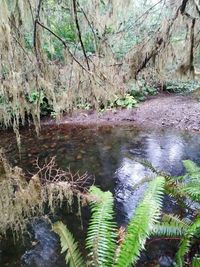 Scenic view of lake in forest