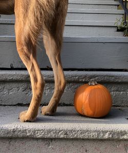 Close-up of a dog