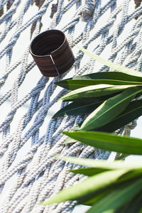 Low angle view of palm tree