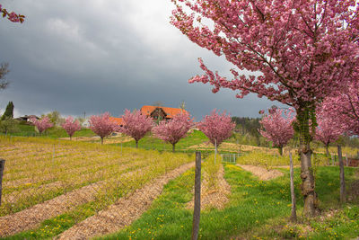 Scenic view of pink flowering trees on field against sky