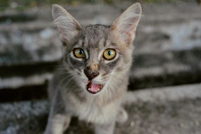 Close-up of cute kitten
