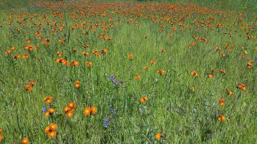 Close-up of flowers blooming in field