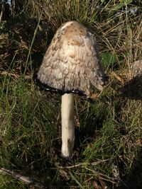 High angle view of mushroom growing on field