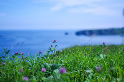 Close-up of flowering plants on land against sky