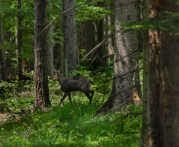 Deer in a forest