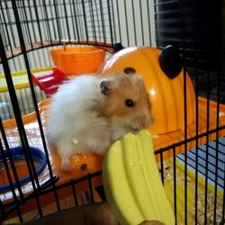 Close-up of a rabbit in cage