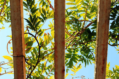 Low angle view of bamboo trees against sky