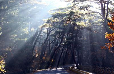 Trees in forest