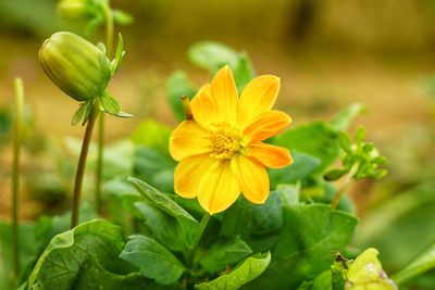 Close-up of yellow flowering plant